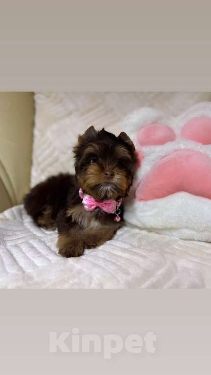 Собаки в Москве: Шоколадка Цветной Йорк Девочка, 70 000 руб. - фото 1