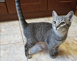 Кошки в Краснодаре: Котенок ищет хозяина Мальчик, 10 руб. - фото 3