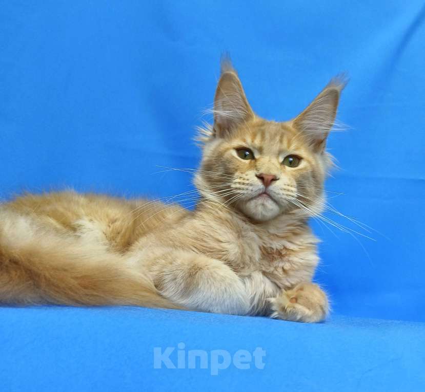 Кошки в Москве: Котенок Мейн-Кун Мальчик Мальчик, 60 000 руб. - фото 5