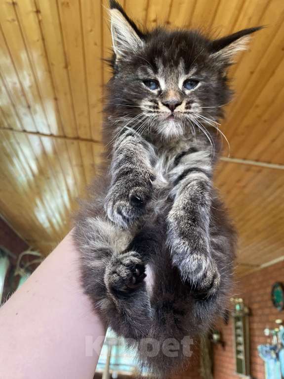 Кошки в других городах Московской области: Мейн-кун мальчик  Мальчик, 60 000 руб. - фото 2