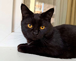Кошки в Москве: Плюшевая черная кошечка Лилит в добрые руки Девочка, Бесплатно - фото 1
