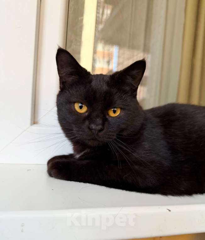 Кошки в Москве: Плюшевая черная кошечка Лилит в добрые руки Девочка, Бесплатно - фото 1