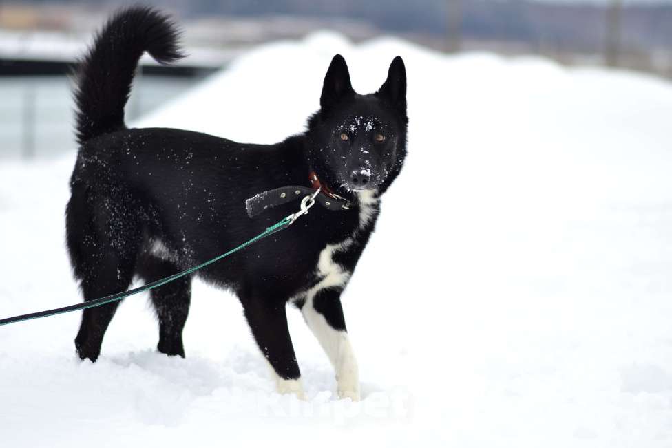 Собаки в Москве: Собака из приюта ждет семью Мальчик, Бесплатно - фото 5