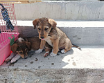 Собаки в Михайловске: Щенок в добрые руки Девочка, Бесплатно - фото 1