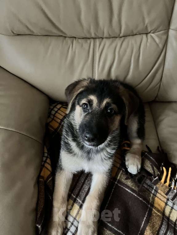 Собаки в Санкт-Петербурге: Немецкая овчарка отдается в добрые руки  Мальчик, Бесплатно - фото 4