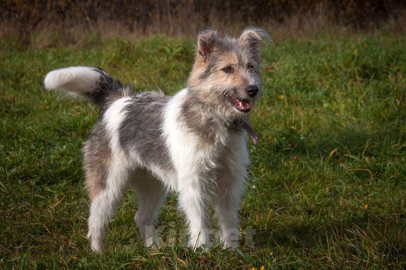 Собаки в Москве: Очаровательный небольшой бородатик Фанни в добрые руки Девочка, 1 руб. - фото 8