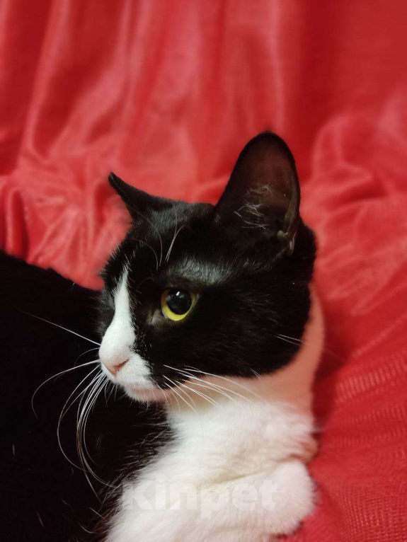 Кошки в Москве: Юная Софи ищет семью Девочка, Бесплатно - фото 5