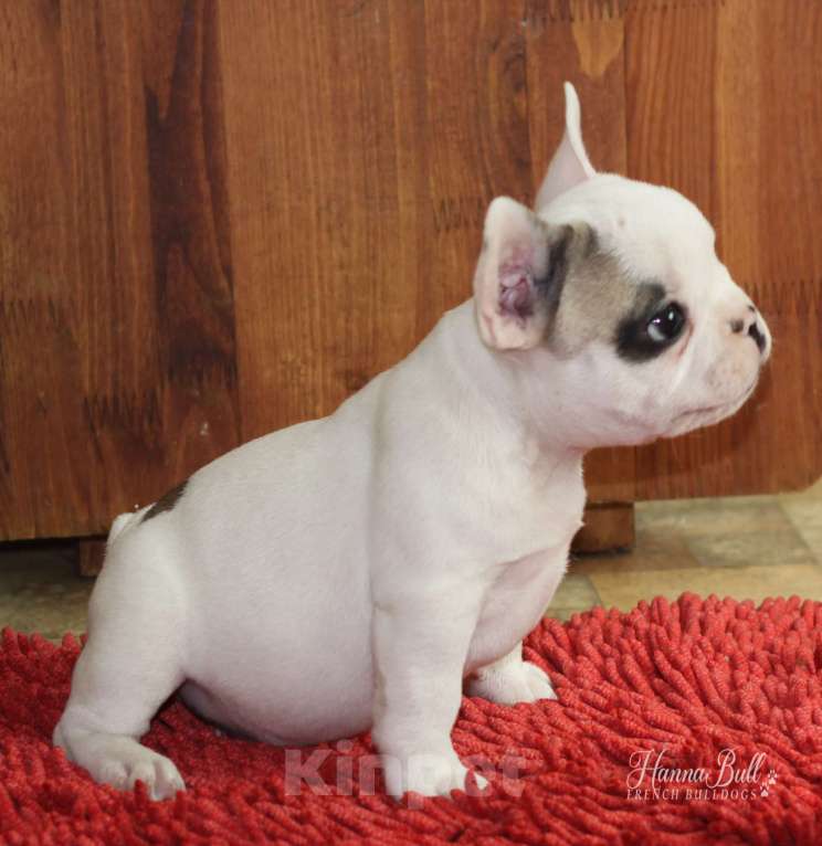 Собаки в Санкт-Петербурге: Щенки французского бульдога, мальчик и девочки Разнополые, 35 000 руб. - фото 6