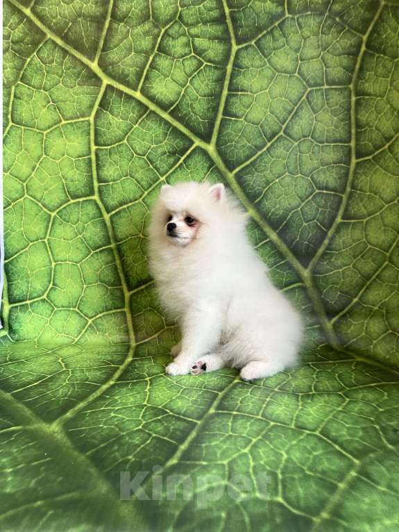 Собаки в Москве: Померанский шпиц, щенок Мальчик, 55 000 руб. - фото 5