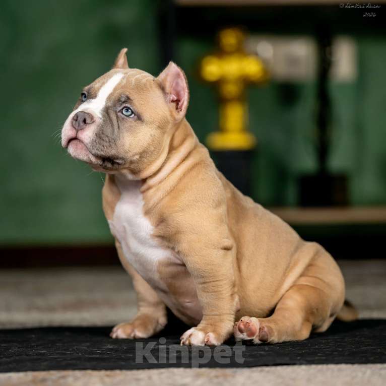 Собаки в других городах Воронежской области: Предлагается щенок Американский Булли Мальчик, 250 000 руб. - фото 2