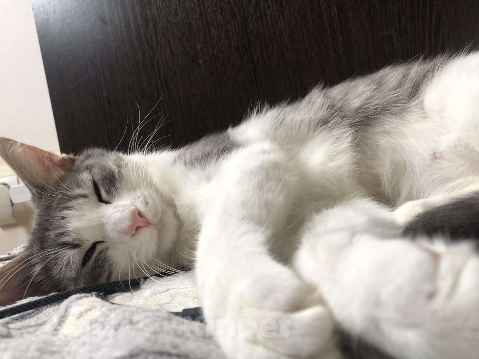 Кошки в Сочи: Отдам кошек в добрые руки Девочка, Бесплатно - фото 2