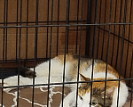 Кошки в Сергиеве Посаде: Стерилизованная прекрасная кошечка Маиса на удочерение Девочка, 1 000 руб. - фото 2