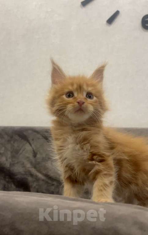Кошки в Иркутске: Котята породы мейн-кун Мальчик, 45 000 руб. - фото 2