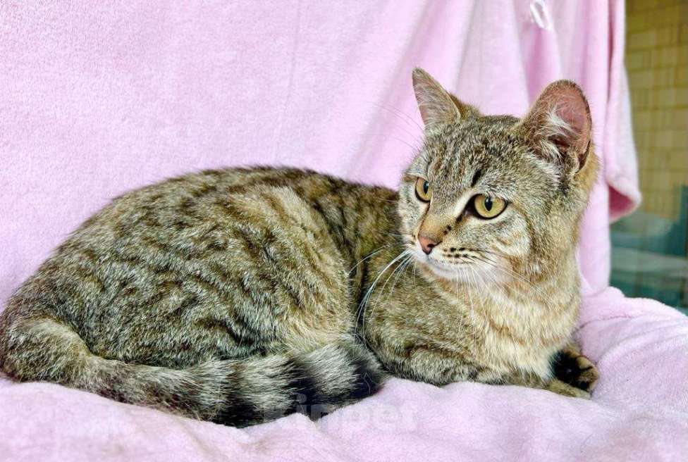 Кошки в Москве: Хома - кот, который делает погоду в доме! В добрые руки Мальчик, Бесплатно - фото 8