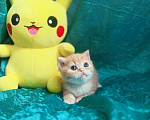 Кошки в Санкт-Петербурге: Шотландский котенок золотая шиншилла Мальчик, 13 000 руб. - фото 5