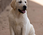 Собаки в Смоленске: Шикарная девочка Девочка, 50 000 руб. - фото 2