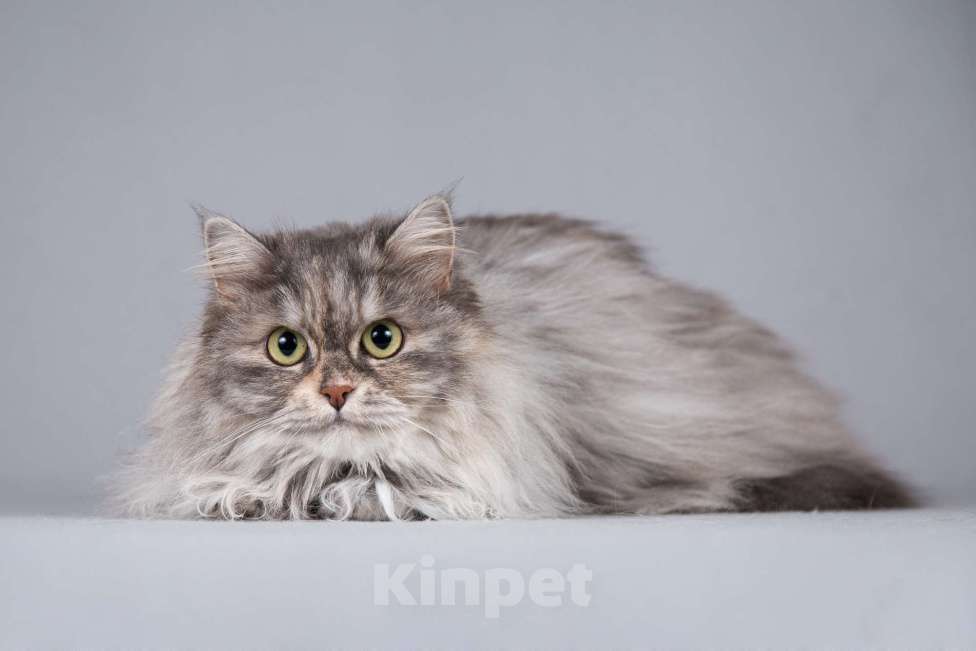 Кошки в Москве: Кошечка Дымка – пушистое чудо Девочка, Бесплатно - фото 4