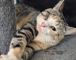 Кошки в Санкт-Петербурге: Кошечка Соня Девочка, 100 руб. - фото 4