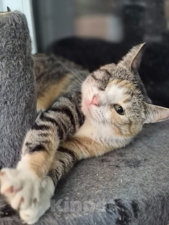 Кошки в Санкт-Петербурге: Кошечка Соня Девочка, 100 руб. - фото 4