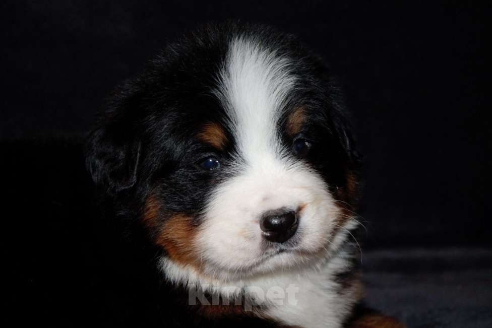 Собаки в других городах Московской области: Бернский зенненхунд Девочка, 120 000 руб. - фото 4