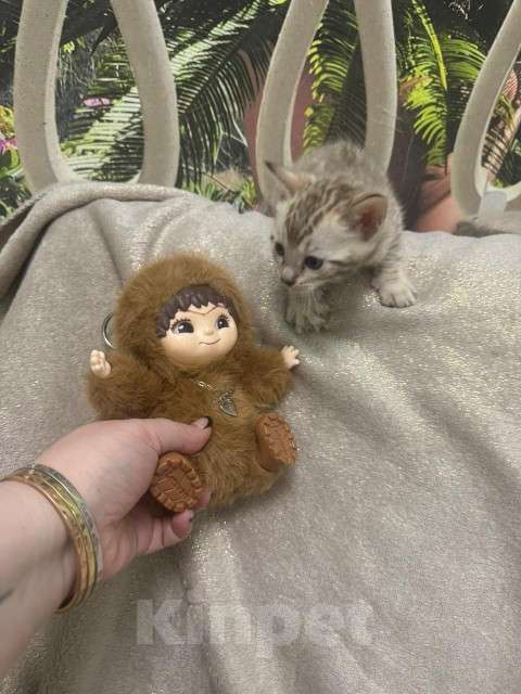 Кошки в Москве: Бенгальский котёнок Девочка, 24 900 руб. - фото 4