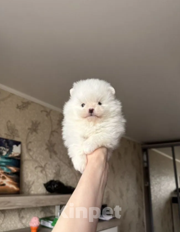 Собаки в Москве: Белый мальчик Мальчик, 25 000 руб. - фото 1