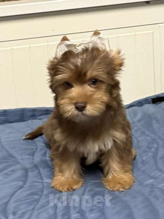 Собаки в Жуковском: Очаровательные щенки цветного йорка Мальчик, 20 000 руб. - фото 2