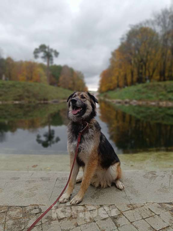 Собаки в Москве: Баста Девочка, Бесплатно - фото 9