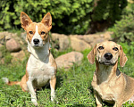Собаки в Волоколамске: Маленькая собачка в дар Девочка, Бесплатно - фото 3