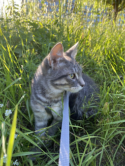 Котенок срочно ищет дом