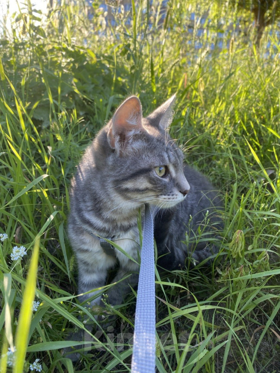 Кошки в Воронеже: Котенок срочно ищет дом Мальчик, Бесплатно - фото 1