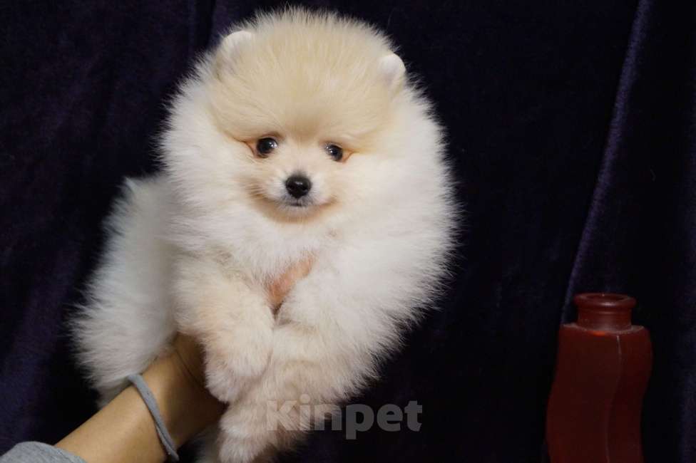 Собаки в Москве:  Веселый мини мальчик- шпиц Мальчик, 30 000 руб. - фото 3