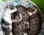 Кошки в Ростове-на-Дону: Котята в добрые руки Разнополые, Бесплатно - фото 2
