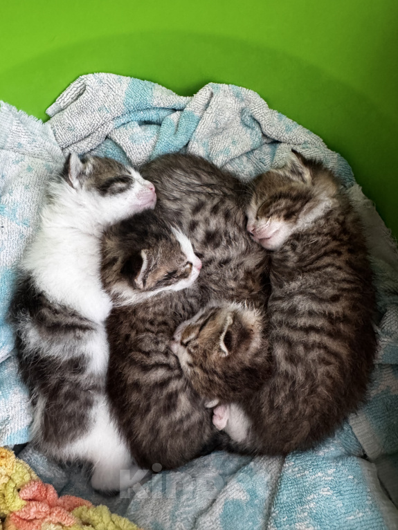 Кошки в Ростове-на-Дону: Котята в добрые руки Разнополые, Бесплатно - фото 2