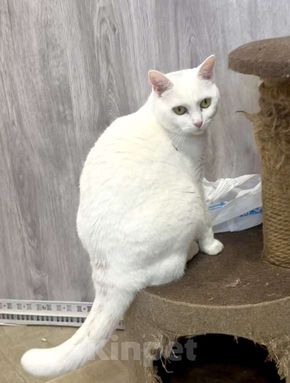 Кошки в Санкт-Петербурге: Белая кошка единственным питомцем Девочка, Бесплатно - фото 8