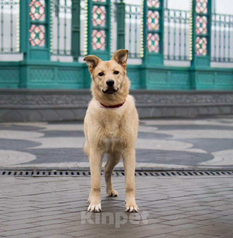 Собаки в Москве: Щенки бесплатно в Москве Девочка, Бесплатно - фото 3