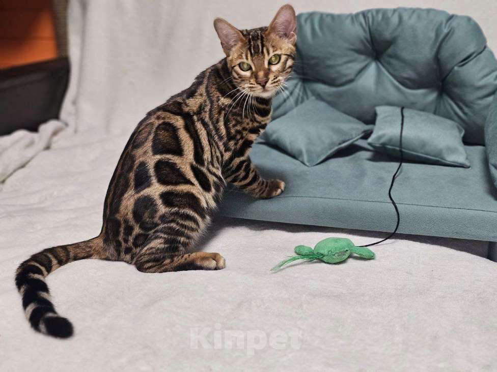 Кошки в Москве: Бенгальский котёнок Марсель Мальчик, 25 000 руб. - фото 2