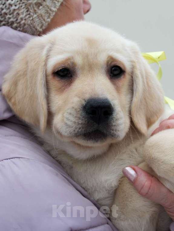 Собаки в других городах Липецкой области: Щенок лабрадора Холлабвууд'с Пиппа Девочка, 60 000 руб. - фото 3