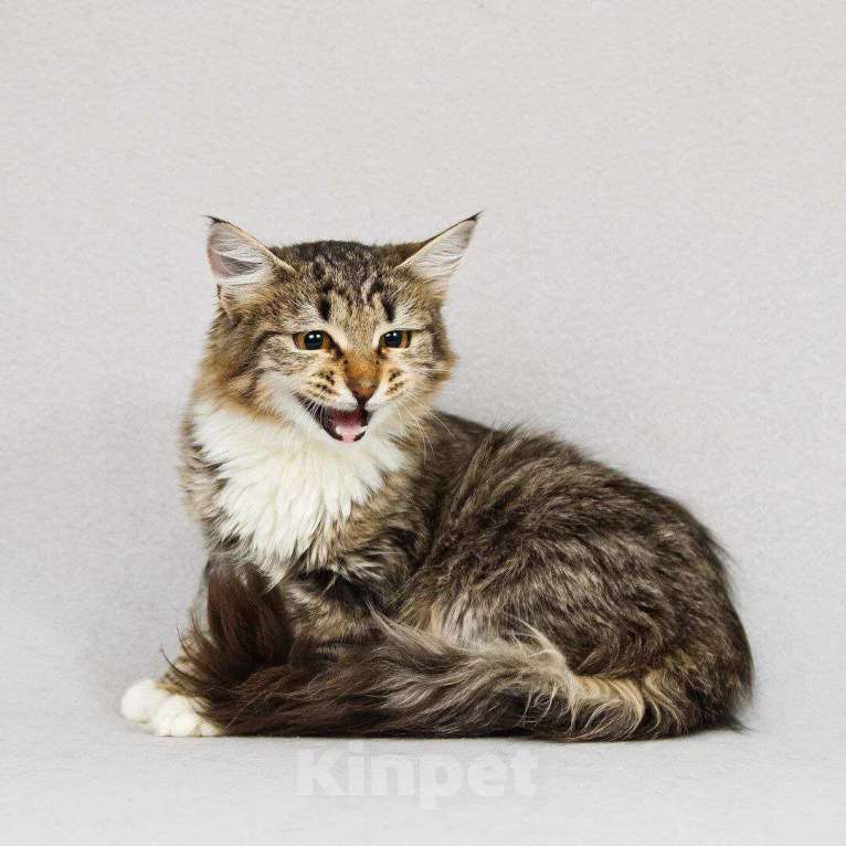 Кошки в Москве: котенок Бурка ищет дом Девочка, Бесплатно - фото 6