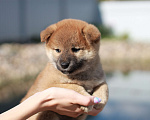 Собаки в Сергиеве Посаде: Щенки  Шиба Ину от 5.08.2023 готовы к продаже. Девочка, 60 000 руб. - фото 1
