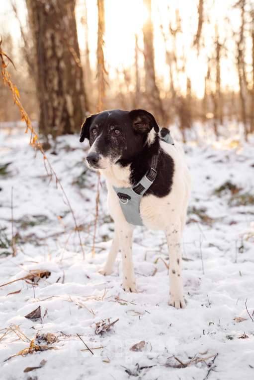Собаки в Москве: Долли Девочка, Бесплатно - фото 10