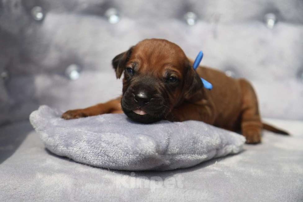 Собаки в Москве: Щенки Родезийского риджбека 29.06.2025 Мальчик, 120 000 руб. - фото 2