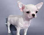Собаки в Санкт-Петербурге: Чихуахуа белая девочка Девочка, 65 000 руб. - фото 1