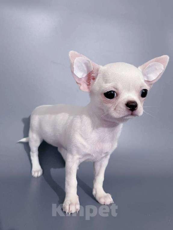 Собаки в Санкт-Петербурге: Чихуахуа белая девочка Девочка, 65 000 руб. - фото 1