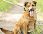 Собаки в Москве: Самая благодарная собака в мире ждет хозяев Девочка, Бесплатно - фото 4