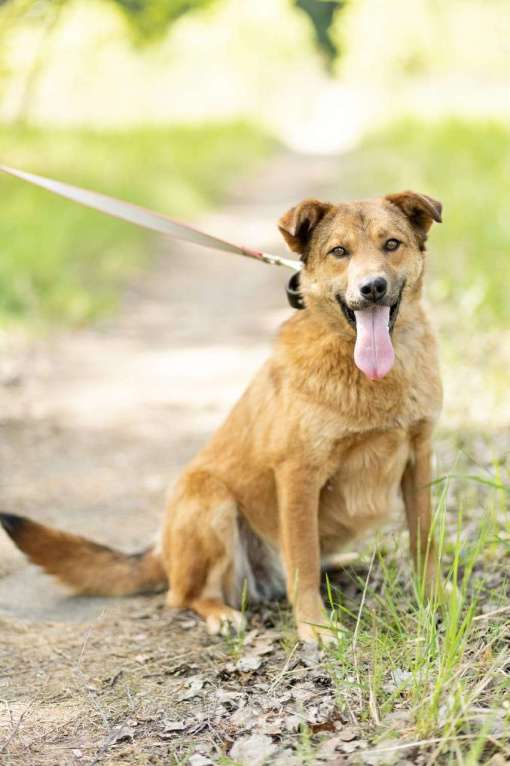 Собаки в Москве: Самая благодарная собака в мире ждет хозяев Девочка, Бесплатно - фото 4