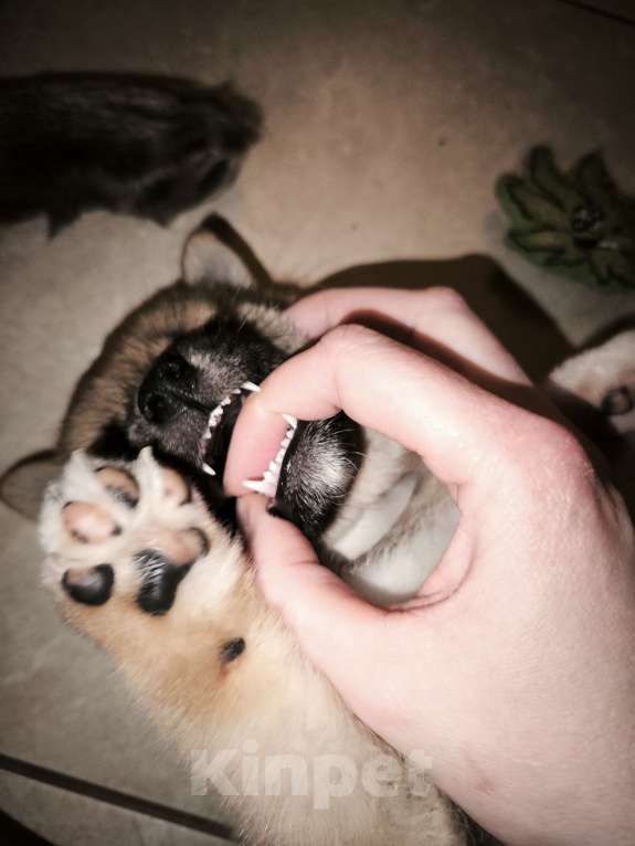 Собаки в Никольском: Продается щенок сиба ину Мальчик, 75 000 руб. - фото 3