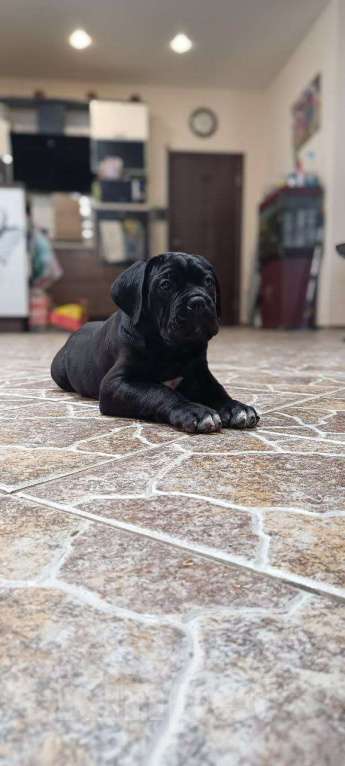 Собаки в других городах Московской области: Щенки Итальянского Кане Корсо! Девочка, 120 000 руб. - фото 1