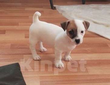 Собаки в Великом Новгороде: Щенки Джек Рассел терьер Девочка, 15 000 руб. - фото 8
