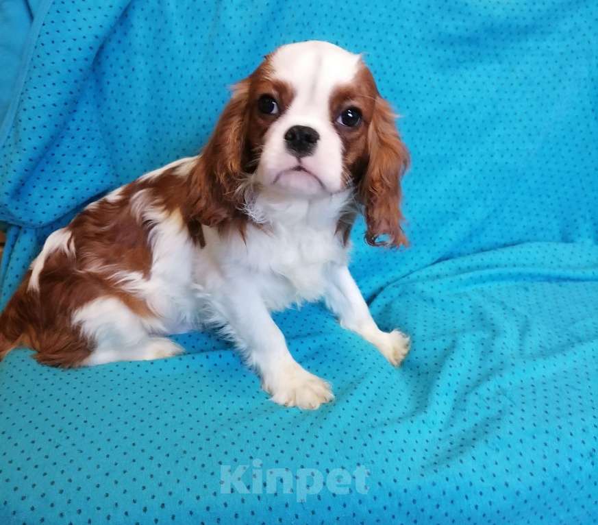 Собаки в Москве: Кавалер Кинг Чарльз 4 мес щенки. Мальчик, 65 000 руб. - фото 2